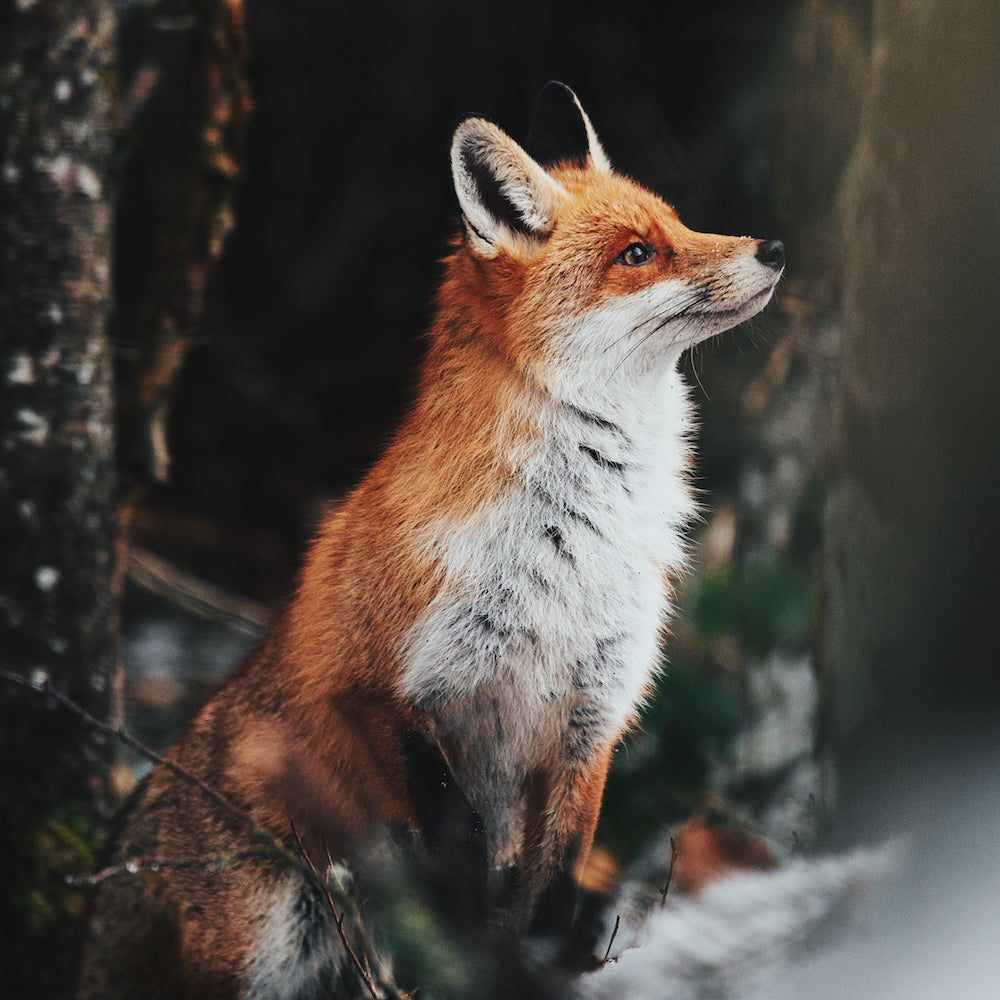 Meet Szabo: The Photographer of The Red Fox