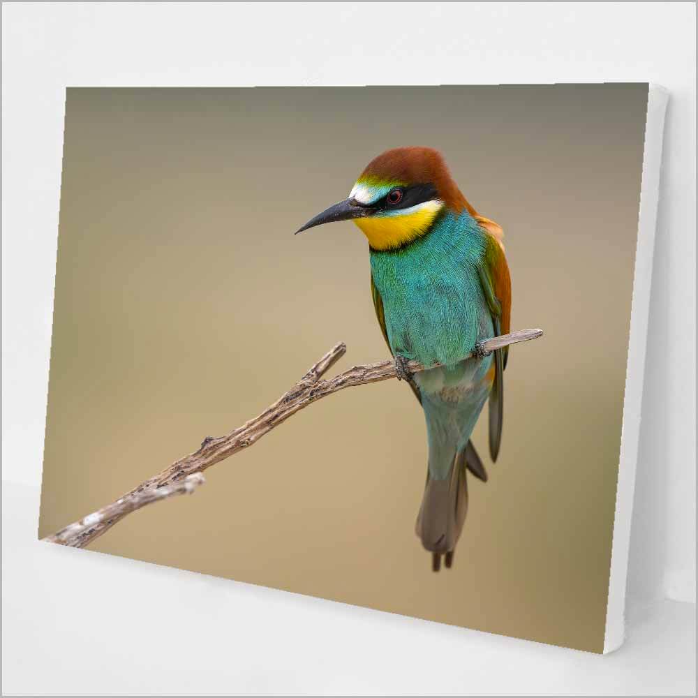The Bee-eater kit