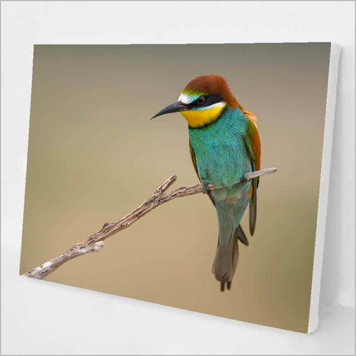 The Bee-eater kit