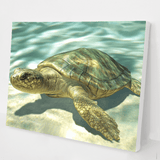 Turtle of the Yangtze River kit