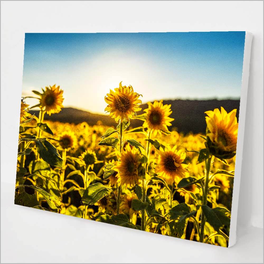 Sunflower Field kit
