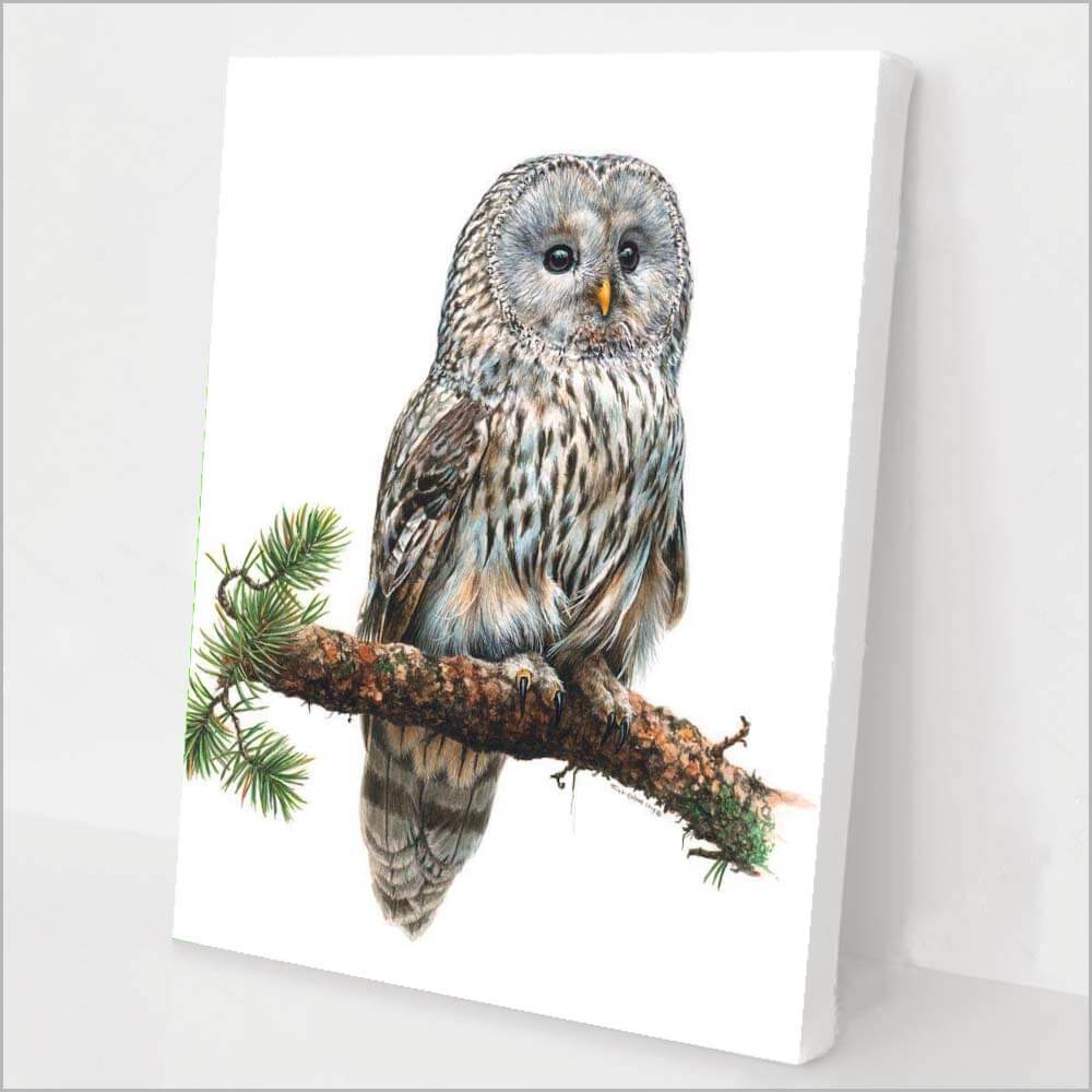 Ural Owl kit