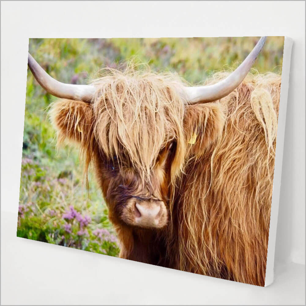 Highland Cattle kit