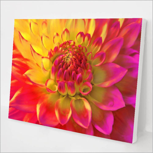 Sunburst Dahlia kit