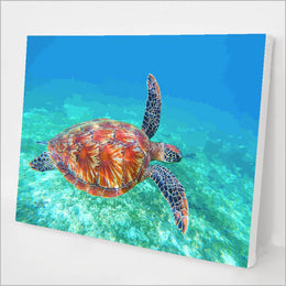 Sea Turtle kit