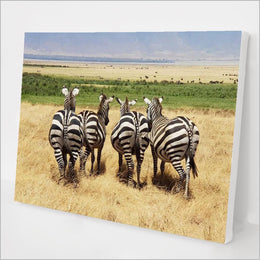 Zebras in Africa kit