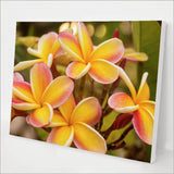 Pink Plumeria kit